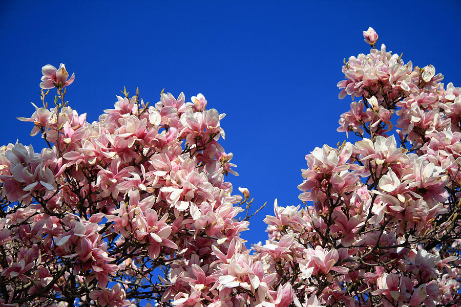 Magnolias In Blue Photograph by Cora Wandel