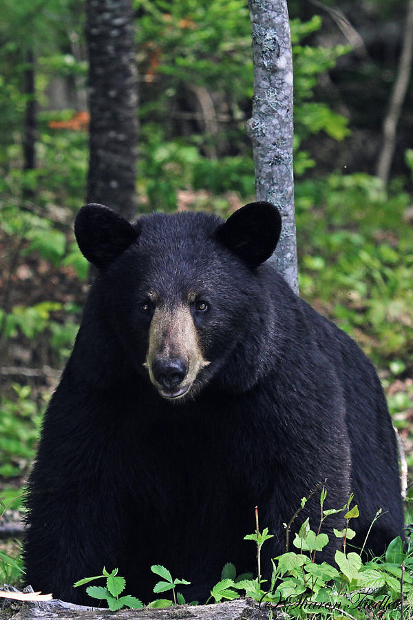 Maine Black Bear Photograph By Sharon Fiedler - Fine Art America