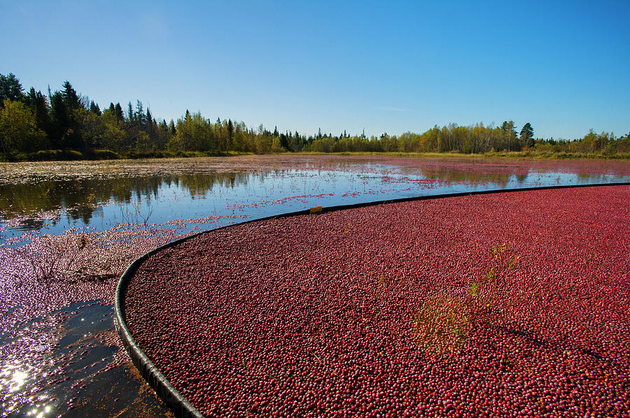 Nature Photograph - Maine Wet Cranberry Harvesting #2 by Brian Fitzgerald