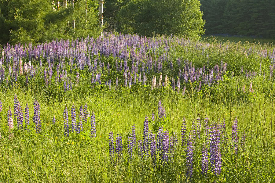 Maine Wild Lupine Flowers #2 Photograph by Keith Webber Jr