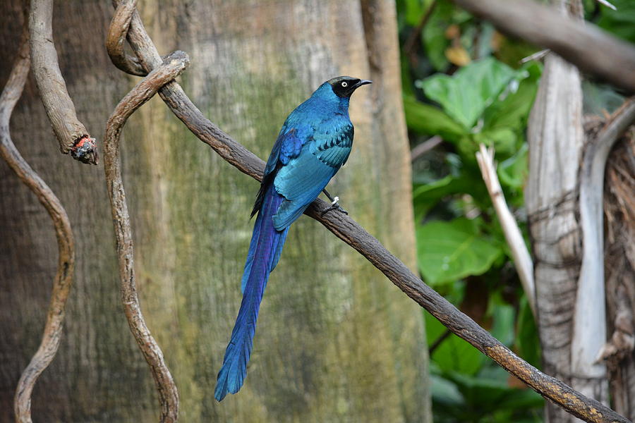 Majestic Bird Photograph By Leslie Ann Boisselle