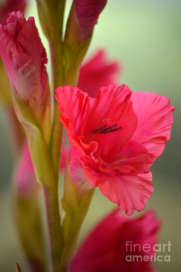 Flower Photograph - Majestic by Deb Halloran