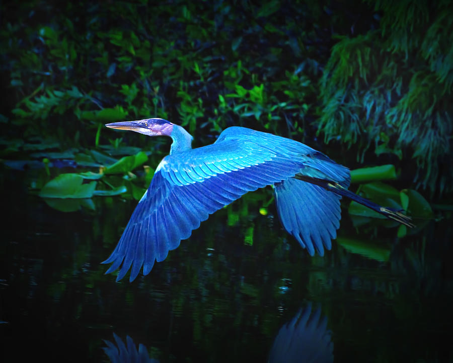 Wings of Blue Photograph by Mark Andrew Thomas