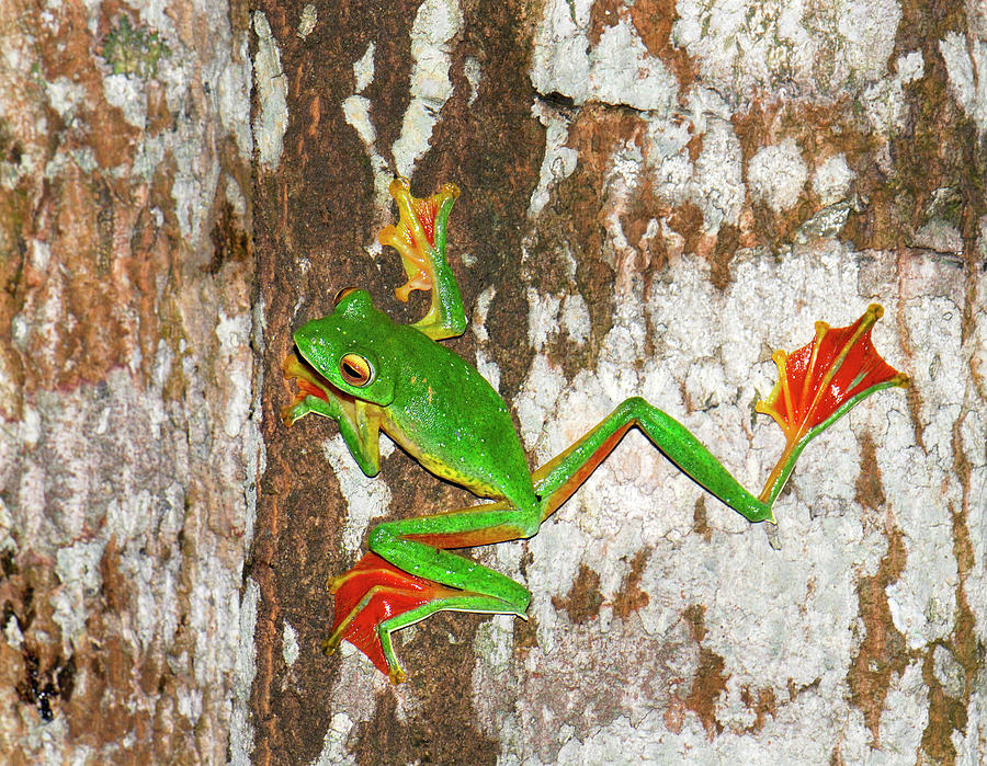 Malabar Gliding Frog #2 Photograph by K Jayaram/science Photo Library
