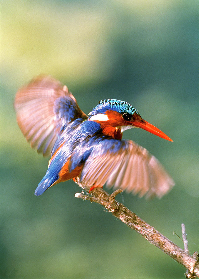 Malachite Kingfisher #2 Photograph by Tony Camacho/science Photo Library