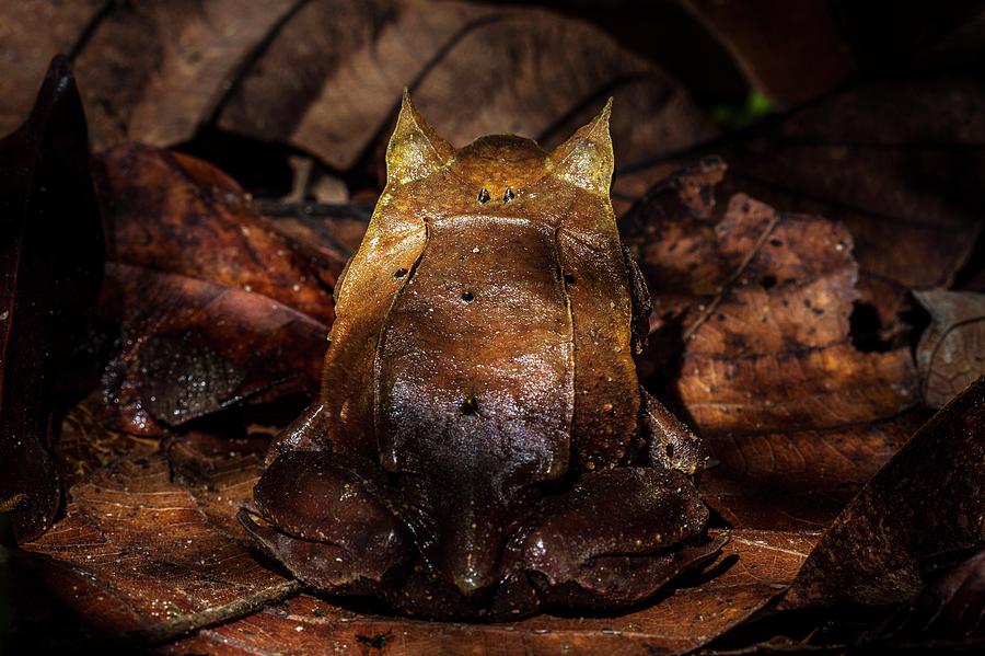 Horned Frog Throw Pillow by Michael Lustbader - Pixels