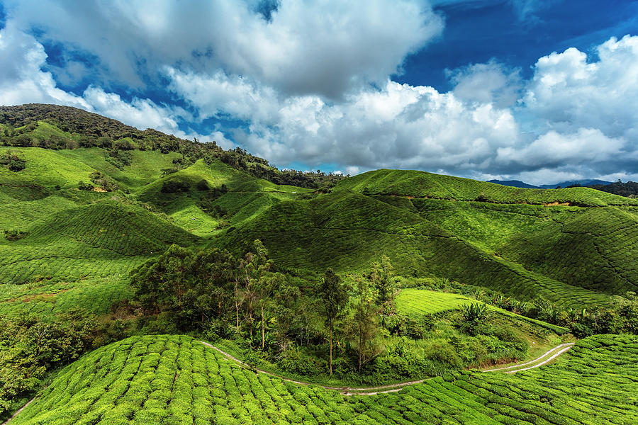 Malaysia, Cameron Highlands, Tea Field Photograph by Konstantin ...