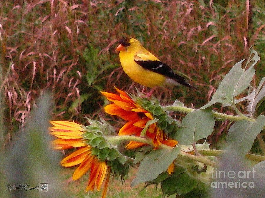 Male American Goldfinch #2 Painting by J McCombie
