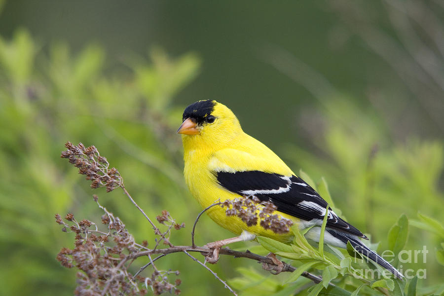 Wildlife Photograph - Male American Goldfinch #2 by Linda Freshwaters Arndt