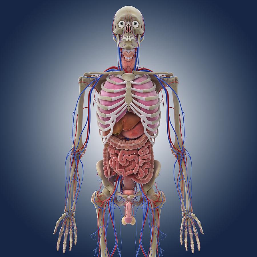 Male Anatomy, Artwork Photograph by Science Photo Library