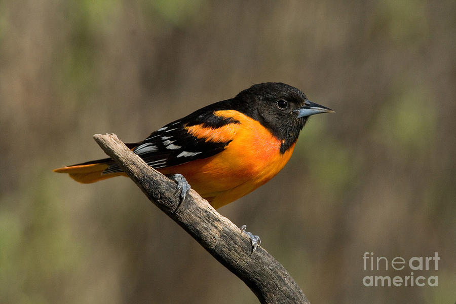 Male Baltimore Oriole #2 Photograph by Linda Freshwaters Arndt