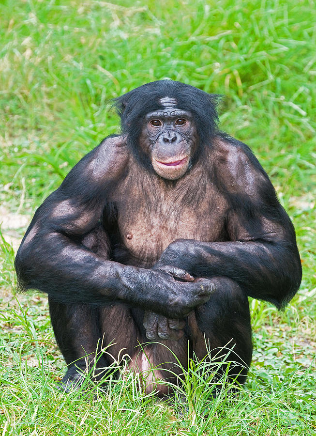 Ape Photograph - Male Bonobo #2 by Millard H. Sharp