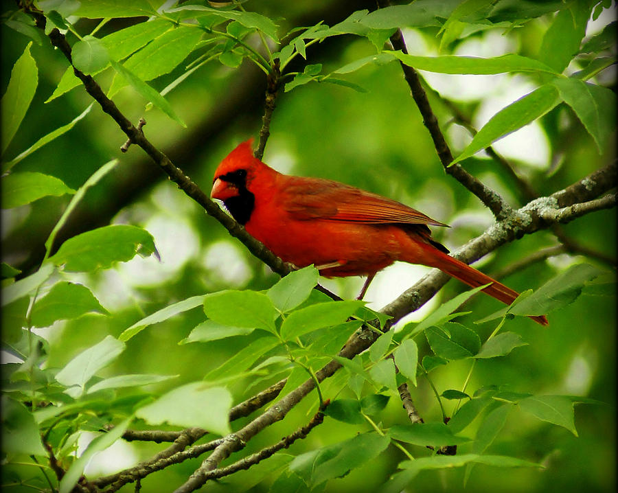 Male Cardinal Photograph By Carol Toepke 