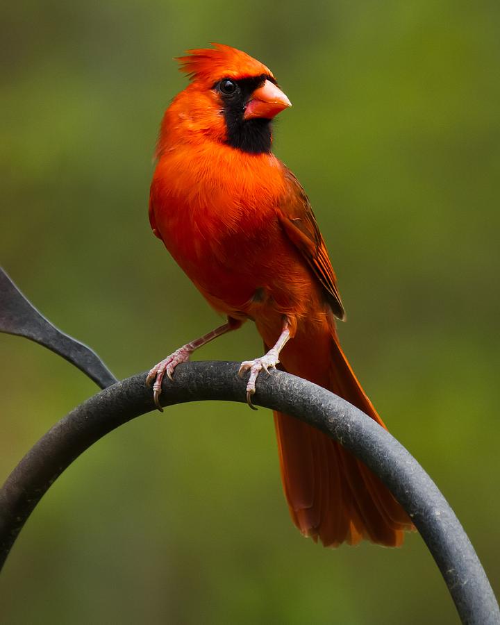 Male Cardinal #2 Photograph by Robert L Jackson