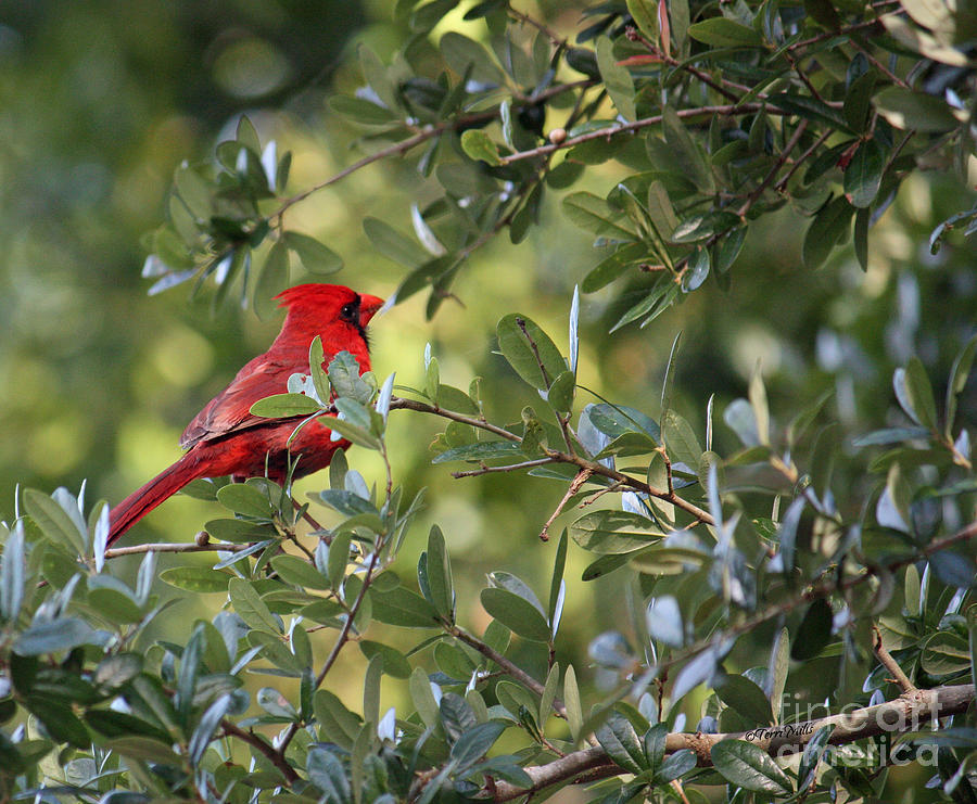 Male Cardinal Photograph by Terri Mills