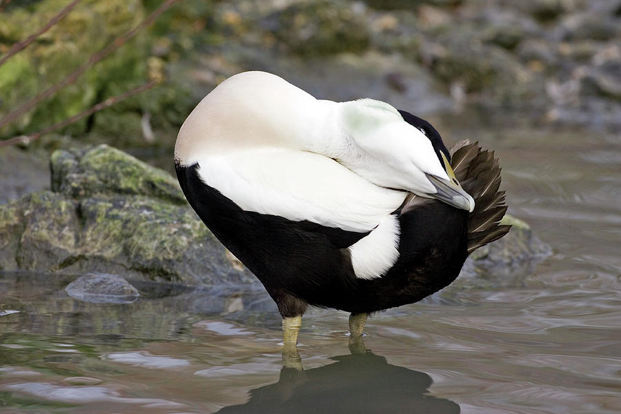 Male Common Eider Duck Photograph by John Devries/science Photo Library ...