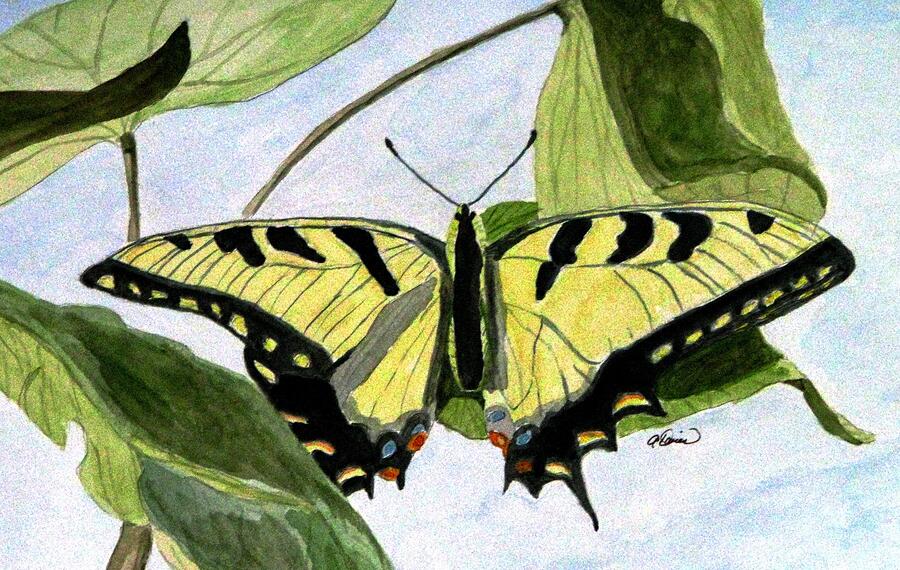 Butterfly Painting - Male Eastern Tiger Swallowtail by Angela Davies