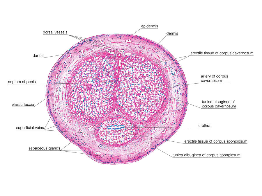 Male Genital System 2 Photograph By Asklepios Medical Atlas Fine Art America