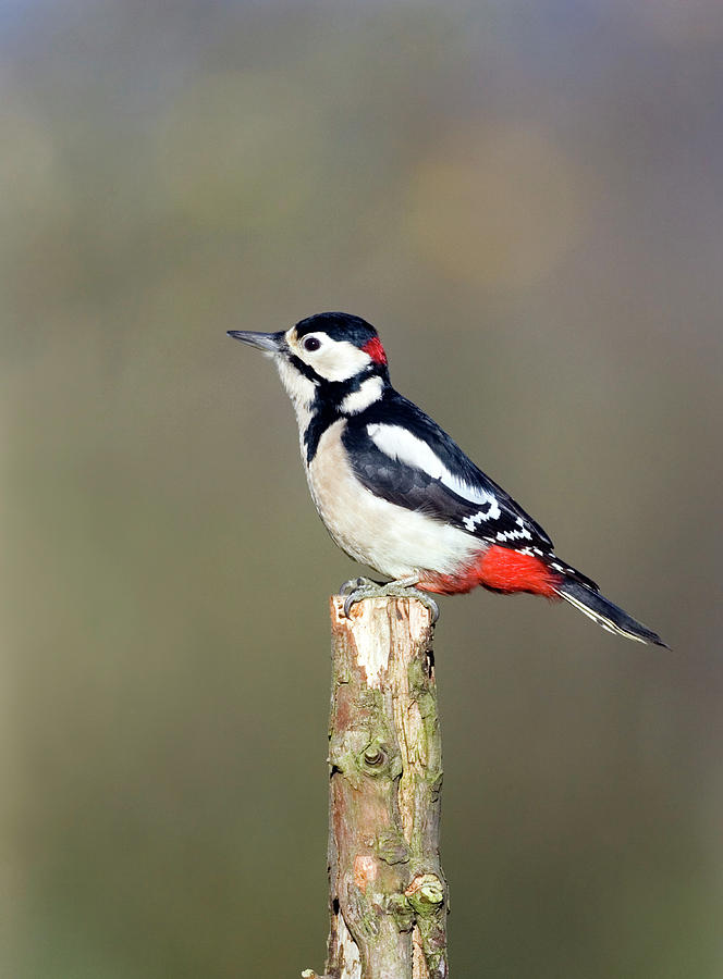 Male Great Spotted Woodpecker #2 by Science Photo Library