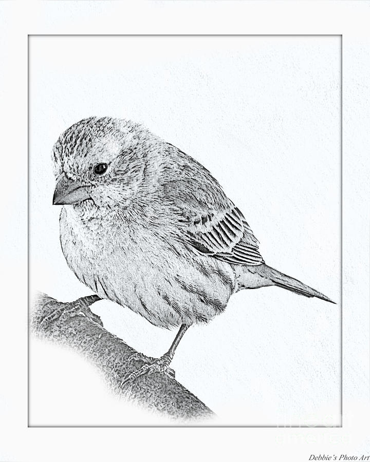 Male House Finch Sketch Photograph by Debbie Portwood