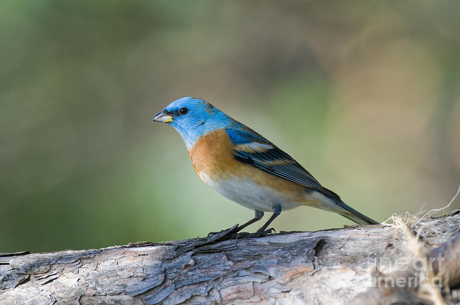 Bunting Photograph - Male Lazuli Bunting #2 by William H. Mullins