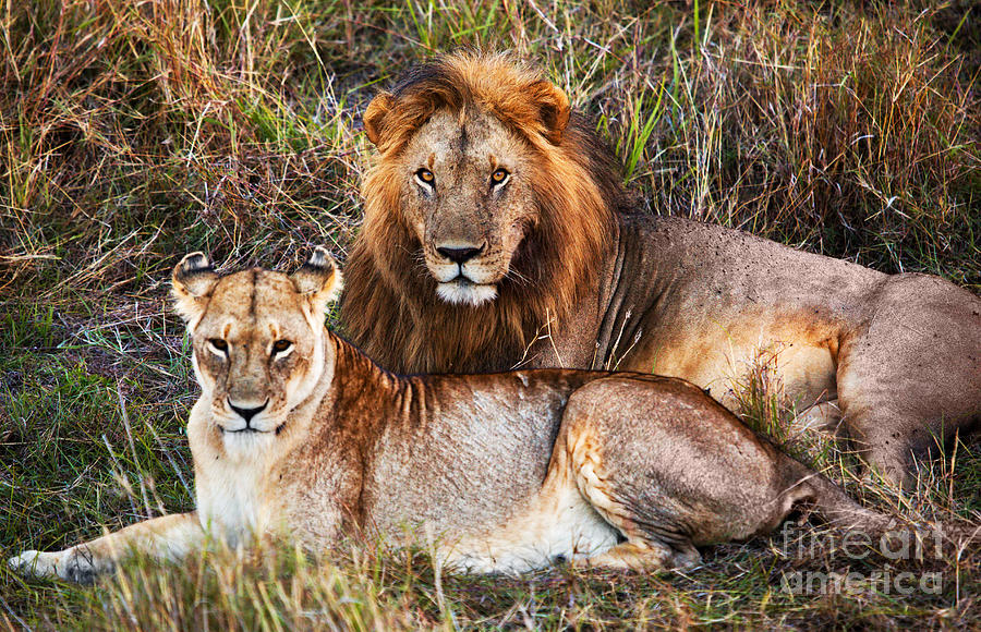 Male Lion And Female Lion Safari In Serengeti Tanzania Africa 