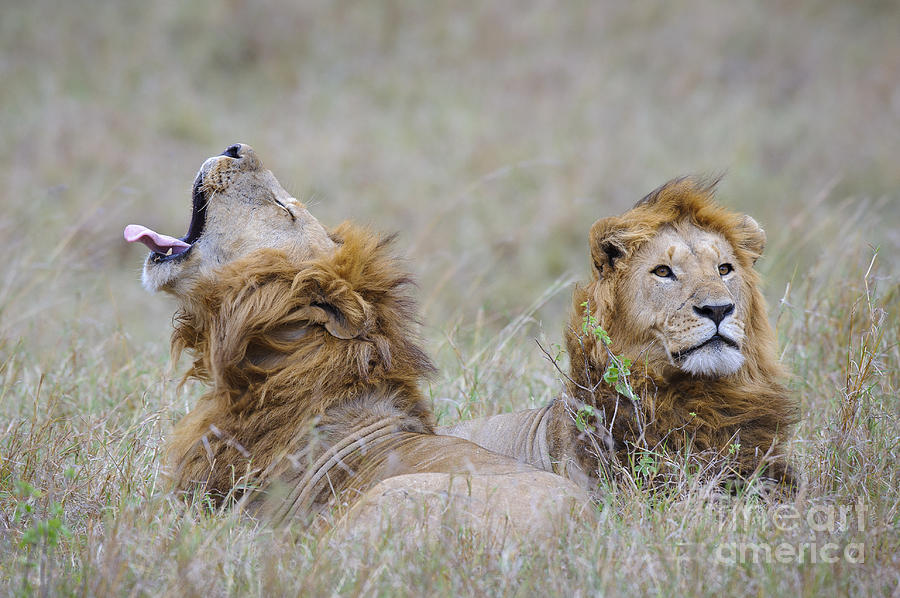 Male Lion #2 Photograph by John Shaw