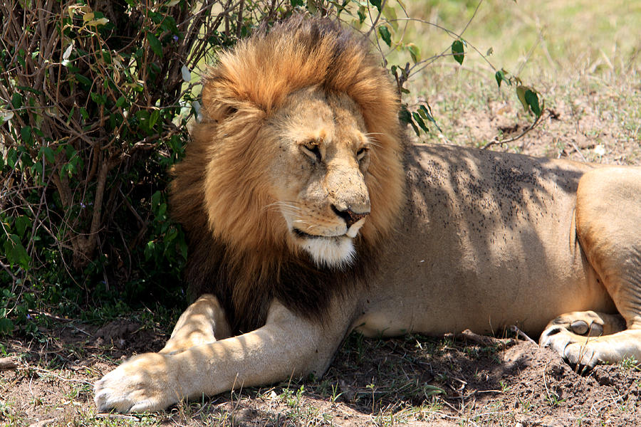 Male Lion On The Masai Mara  #2 Photograph by Aidan Moran