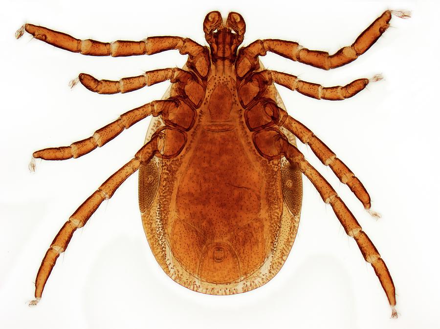 Male Lyme Disease Tick Photograph By Steve Gschmeissnerscience Photo