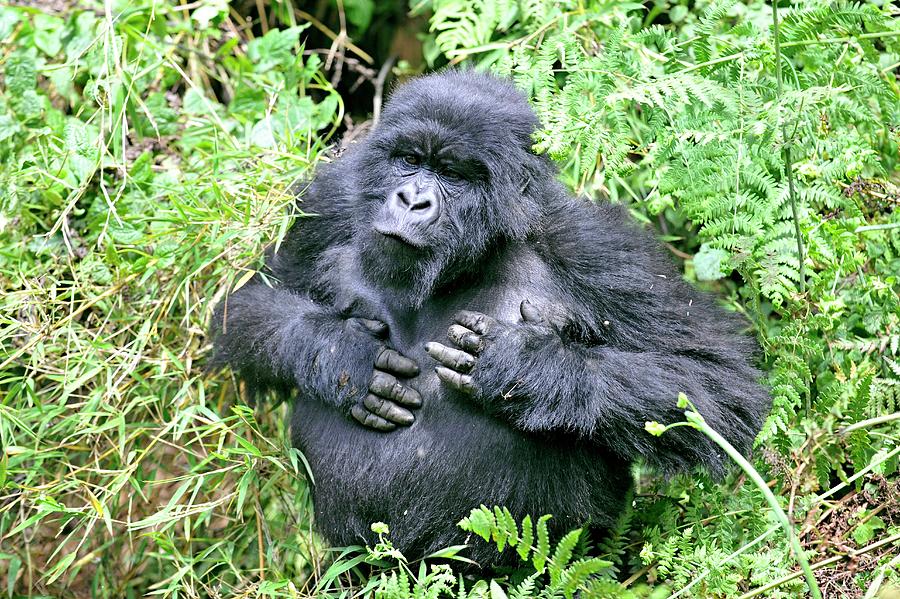 Volcanoes National Park Photograph - Male Mountain Gorilla #2 by Dr P. Marazzi/science Photo Library