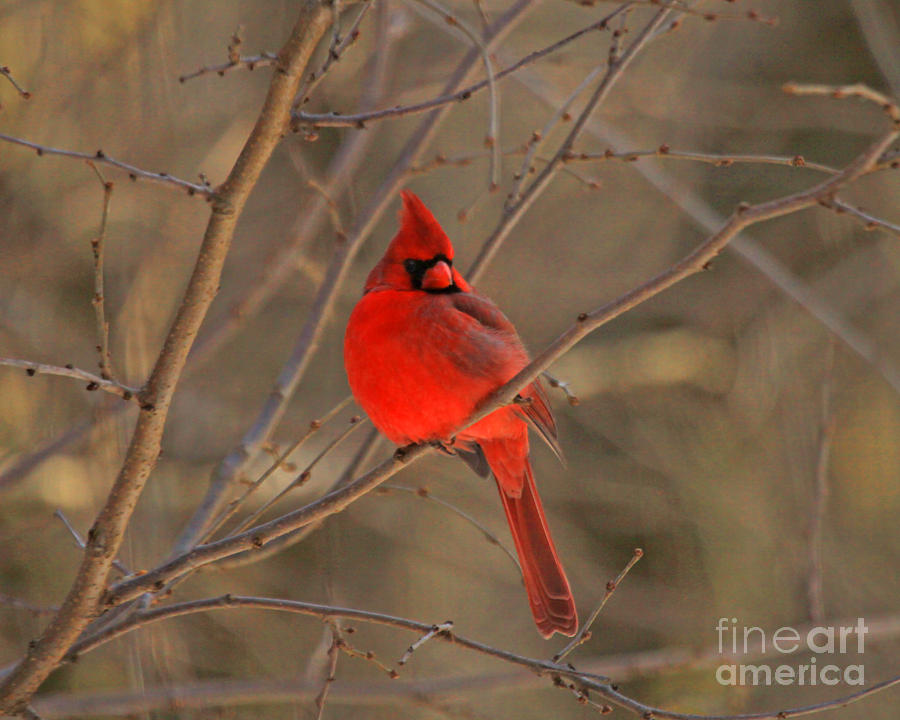 Male Northern Cardinal #2 Photograph by Clare VanderVeen