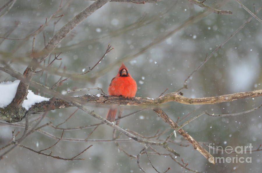 Male Northern  Cardinal #2 Photograph by Lila Fisher-Wenzel