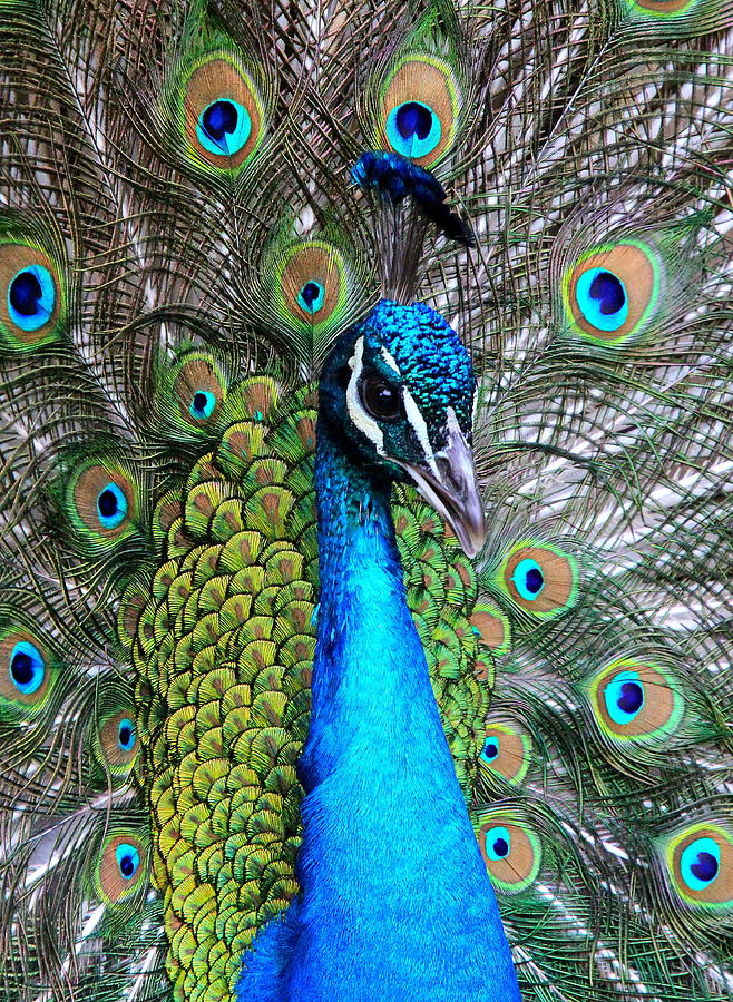 Peacock Photograph - Male Peacock #8 by Ken Keener