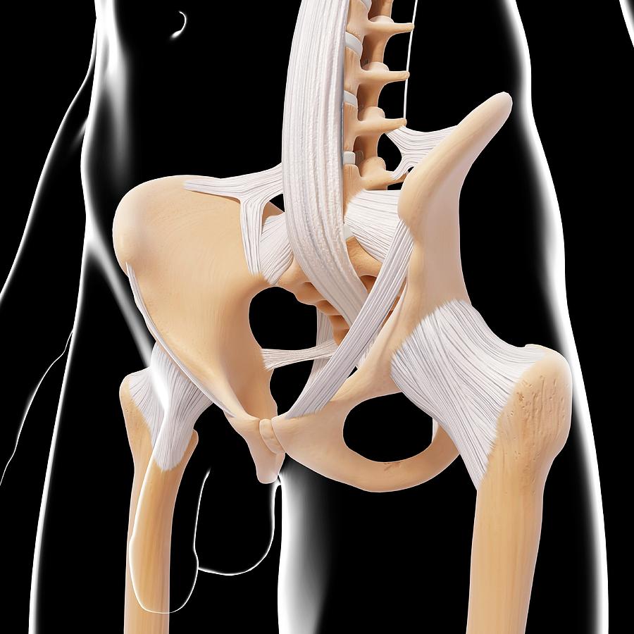 Male Pelvic Bones Photograph By Pixologicstudio Science Photo Library Pixels