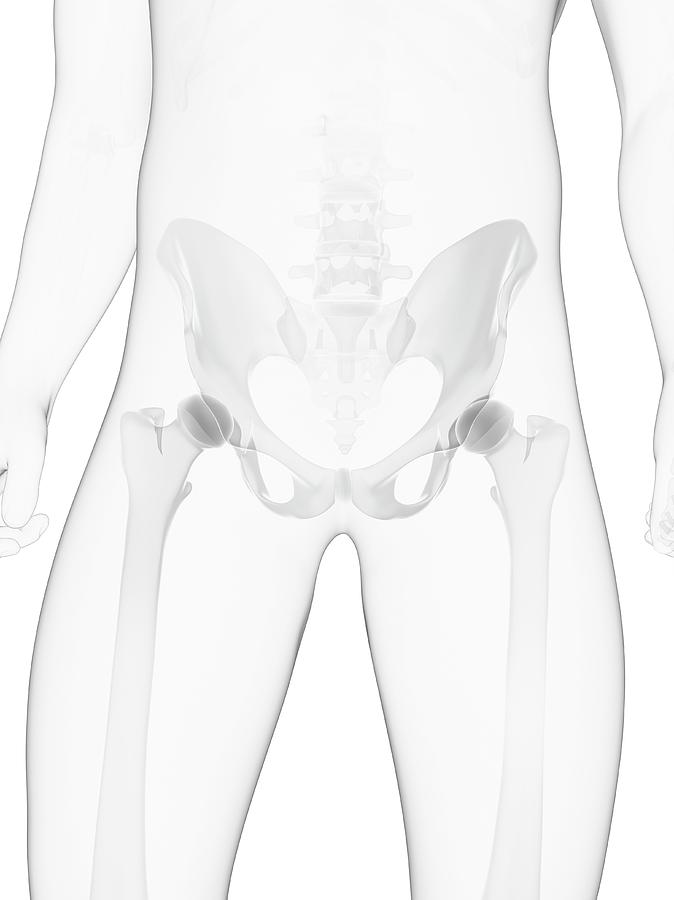 Male Pelvis Bones Photograph By Scieproscience Photo Library 4834