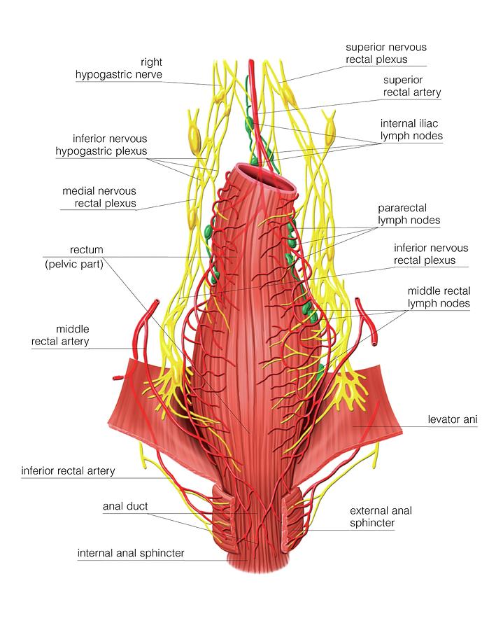 Male Perineum Photograph By Asklepios Medical Atlas Fine Art America