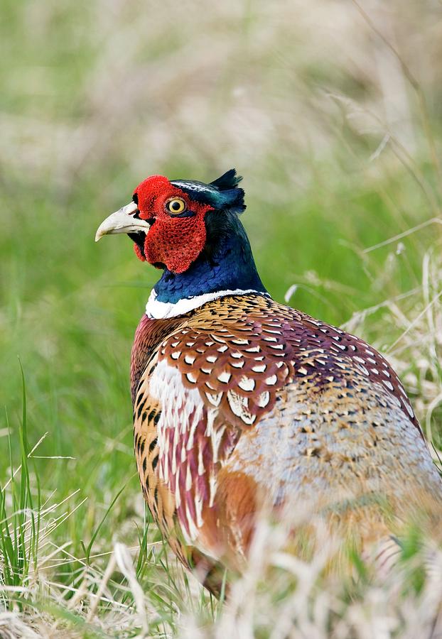 Male Pheasant Photograph by John Devries/science Photo Library | Fine ...