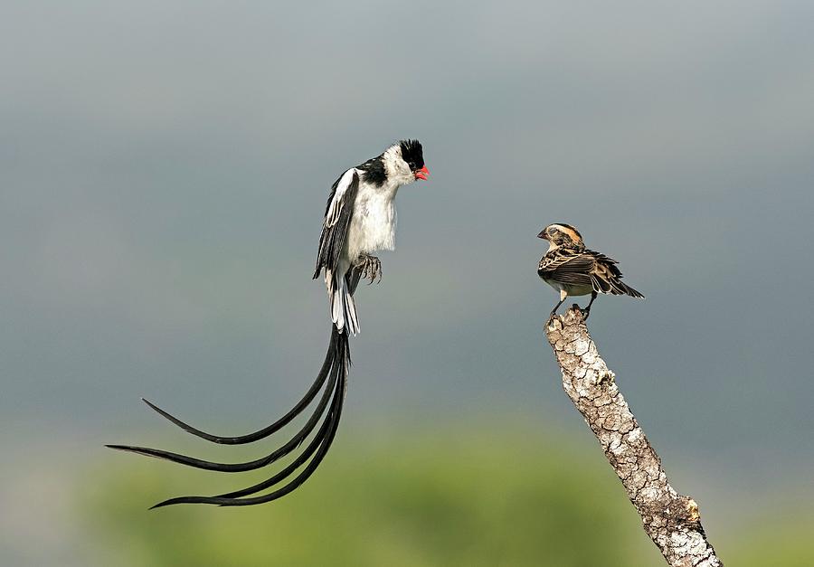 Male Pin-tailed Whydah In Mating Display #2 Photograph by Tony Camacho
