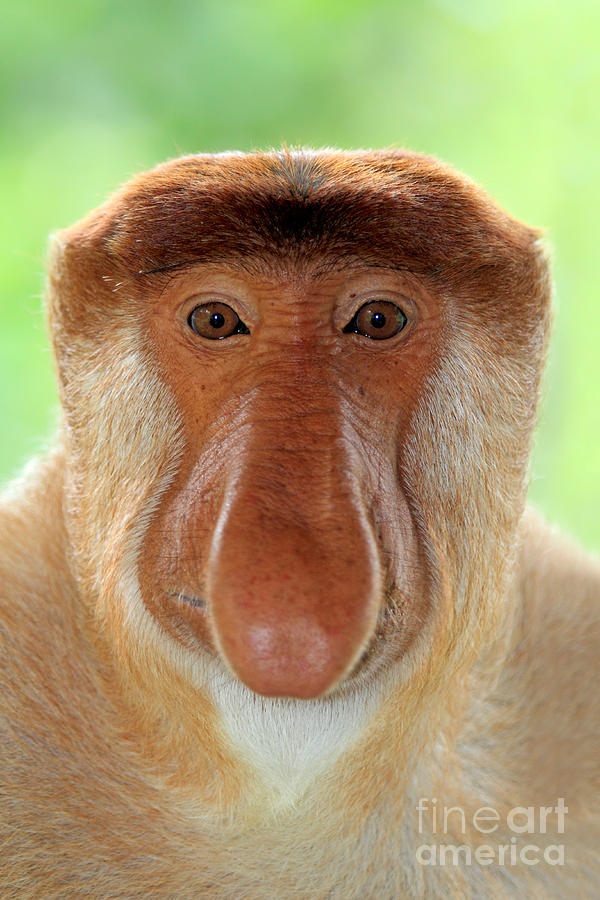 Male Proboscis Monkey Photograph by Sohns Okapia