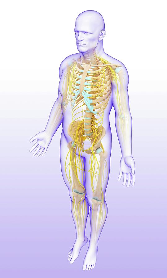 Male Skeletal And Nervous System Photograph by Pixologicstudio/science ...