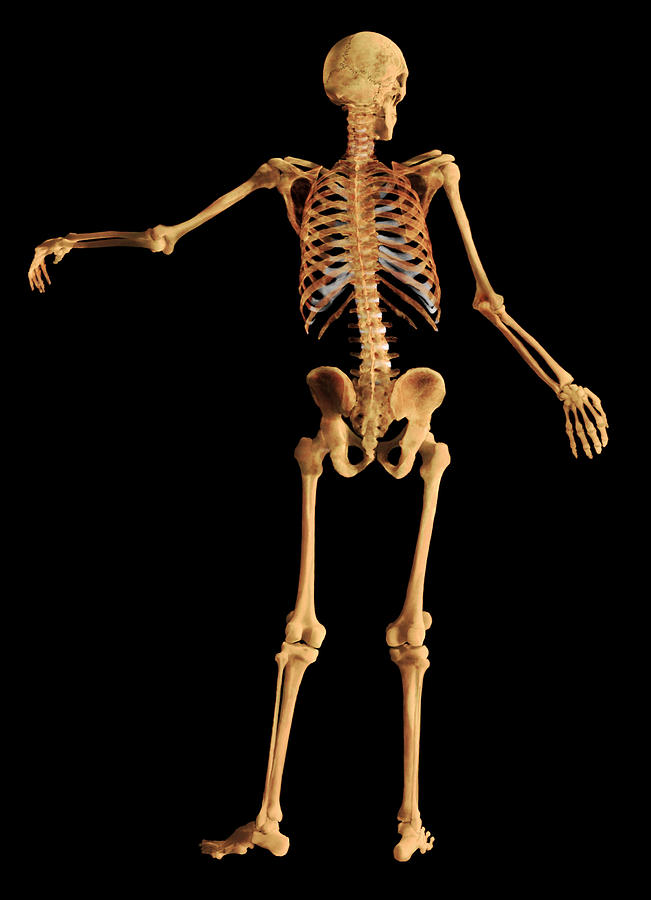 Male Skeleton #2 Photograph by Anatomical Travelogue