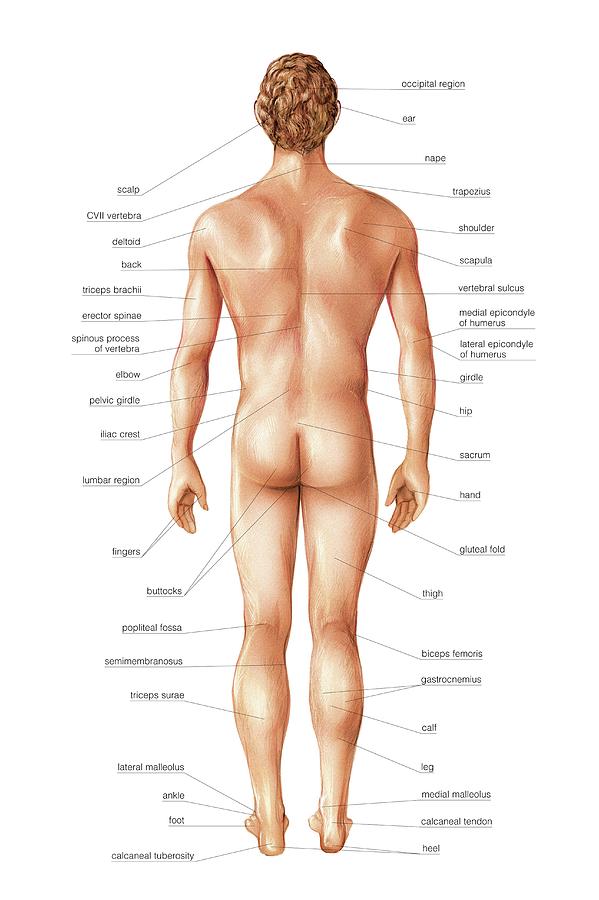 Anatomy Photograph - Male Superficial Anatomy #2 by Asklepios Medical Atlas
