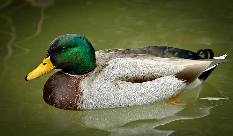 Mallard Drake Photograph by Steve McKinzie