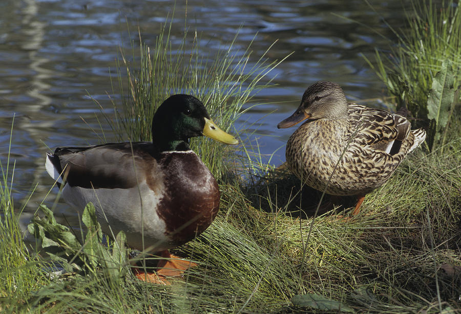Mallard Duck Pair by Don Kreuter Mallard Duck Pair by Don Kreuter