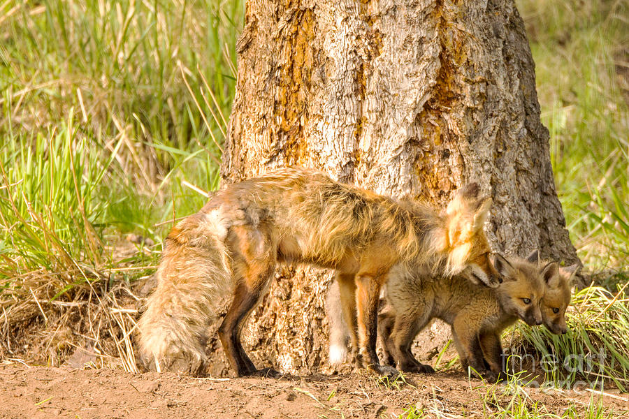 Mama Fox and Kits #2 Photograph by Natural Focal Point Photography