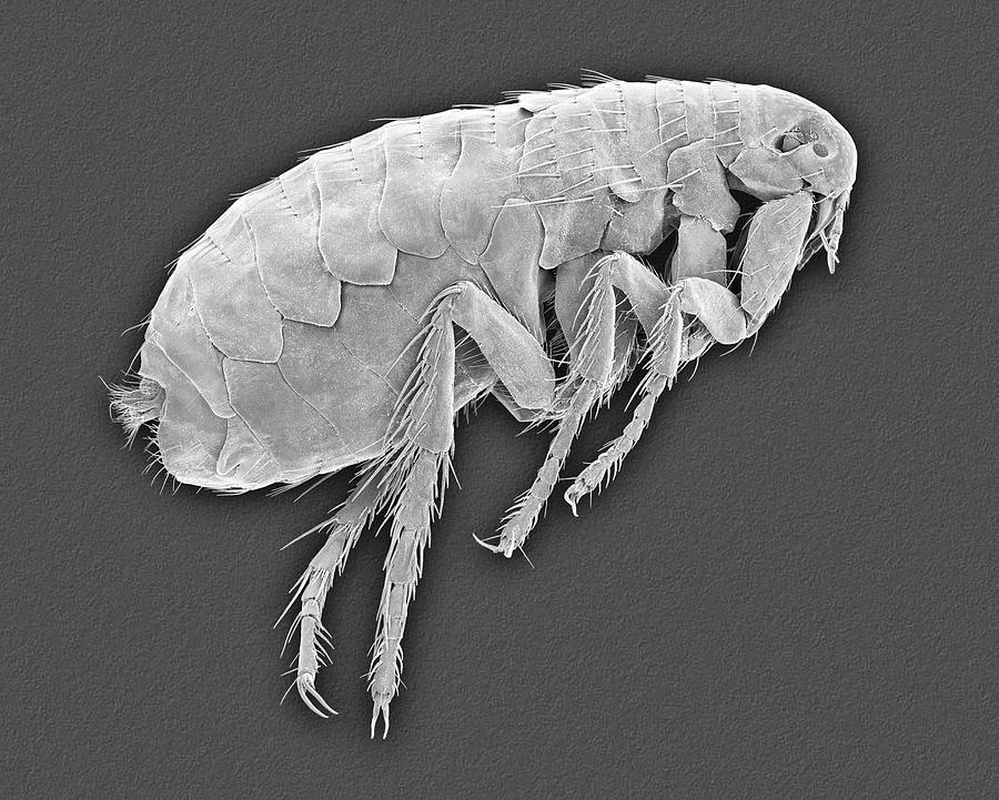 Mammal Or False Human Flea Photograph By Dennis Kunkel Microscopy 