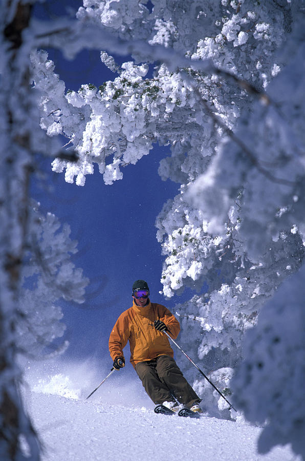 Man Skiing Through Trees In Fresh Photograph by Corey Rich - Fine Art ...