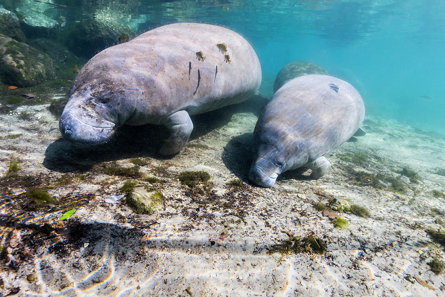 Manatee With Calf In Crystal River #2 Photograph by Jennifor Idol