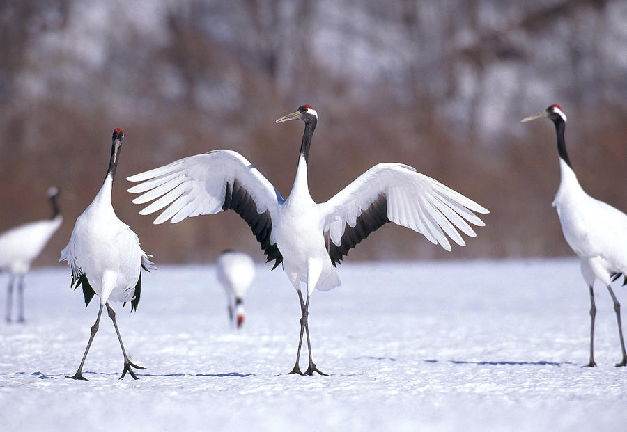 Wildlife Photograph - Manchurian Cranes #2 by Akira Uchiyama
