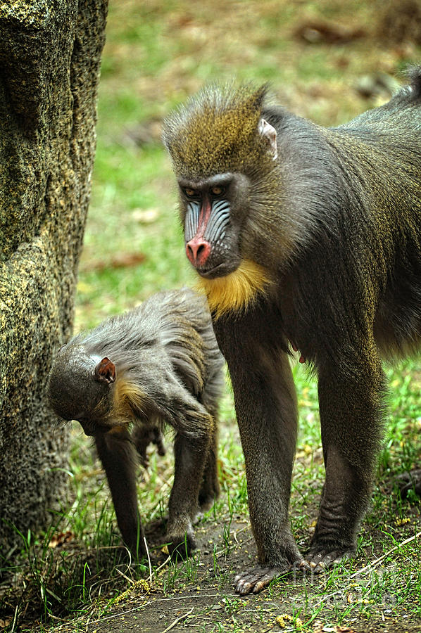 Animal Photograph - Mandrill #2 by HD Connelly